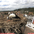 15_35-nest.jpg
