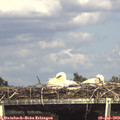 15_40-mast.jpg