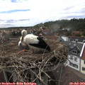 15_40-nest.jpg