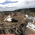 15_45-nest.jpg