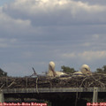 15_50-mast.jpg