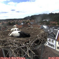 15_50-nest.jpg
