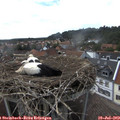 15_55-nest.jpg