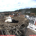 16_00-nest.jpg
