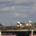 16_05-mast.jpg