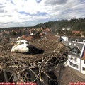 16_05-nest.jpg