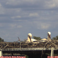 16_10-mast.jpg