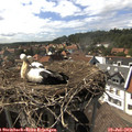 16_10-nest.jpg