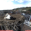 16_15-nest.jpg