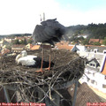16_20-nest.jpg