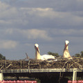 16_25-mast.jpg