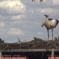 16_30-mast.jpg