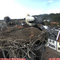 16_30-nest.jpg