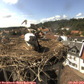 16_35-nest.jpg