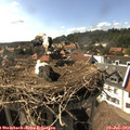 16_40-nest.jpg