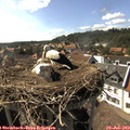 16_50-nest.jpg