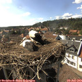 16_55-nest.jpg