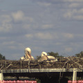 17_00-mast.jpg