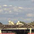 17_10-mast.jpg