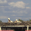 17_20-mast.jpg