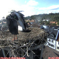 17_25-nest.jpg