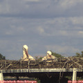17_30-mast.jpg