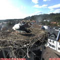 17_30-nest.jpg