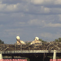 17_35-mast.jpg