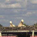 17_40-mast.jpg