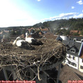 17_40-nest.jpg