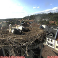 17_50-nest.jpg