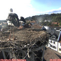 18_05-nest.jpg