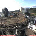 18_10-nest.jpg
