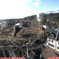 18_15-nest.jpg