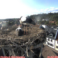 18_20-nest.jpg