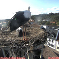 18_25-nest.jpg