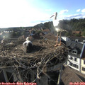 18_30-nest.jpg