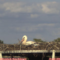 18_35-mast.jpg