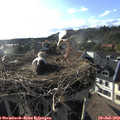 18_35-nest.jpg
