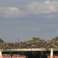 18_40-mast.jpg