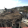 18_40-nest.jpg