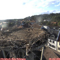18_50-nest.jpg