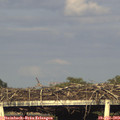 18_55-mast.jpg