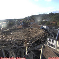 19_00-nest.jpg