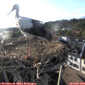 19_05-nest.jpg
