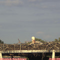 19_10-mast.jpg