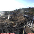 19_10-nest.jpg