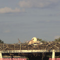 19_15-mast.jpg