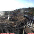 19_15-nest.jpg