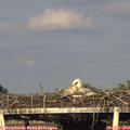19_20-mast.jpg